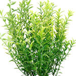 Euonymus japonicus 'Microphyllus Pulchellus' - 