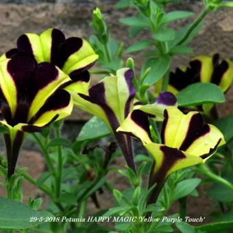 Petunia HAPPY MAGIC 'Yellow Purple Touch'