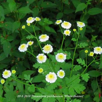 Tanacetum parthenium 'White Bonnet'