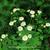 Tanacetum parthenium 'White Bonnet'