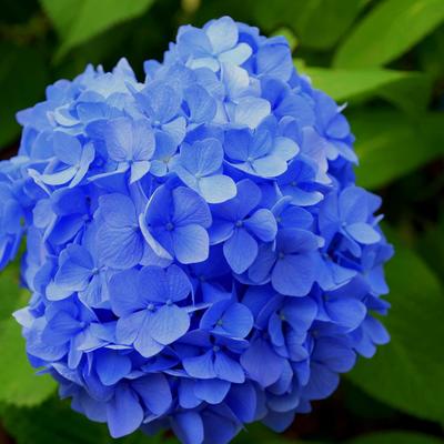 Hydrangea macrophylla (blauw) - Hortensia - Hydrangea macrophylla (blauw)