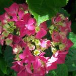 Hydrangea macrophylla (Rood) - Gartenhortensie