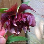 Helleborus orientalis 'Purple Pink Pompon' - 