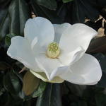 Magnolia grandiflora 'Goliath' - 