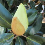 Magnolia grandiflora 'Goliath' - 