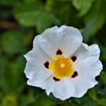 Cistus x florentinus - 