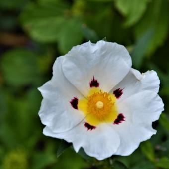 Cistus x florentinus