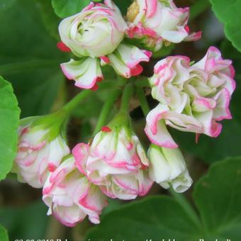 Pelargonium x hortorum 'Appleblossom Rosebud'