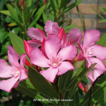 Nerium oleander