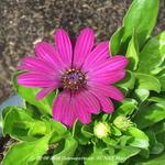 Osteospermum 'SUNNY Mary' - 