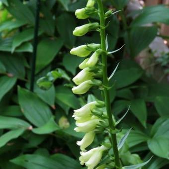 Digitalis lutea