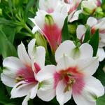 Alstroemeria 'INCA Lucky' - 