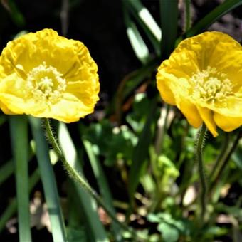 Papaver nudicaule 'Spring Fever Mix'