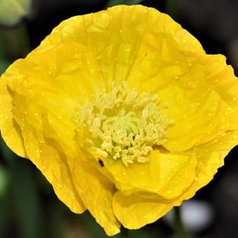 Papaver nudicaule 'Spring Fever Mix'