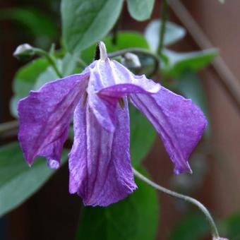 Clematis viticella