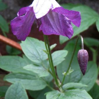 Clematis viticella