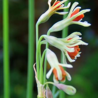 Tulbaghia alliacea