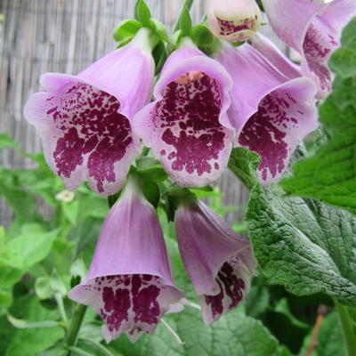 Digitalis purpurea 'Sugar Plum' - 