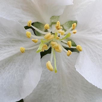 Malus domestica 'Rode Boskoop'