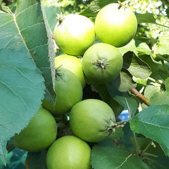 Malus domestica 'Rode Boskoop'