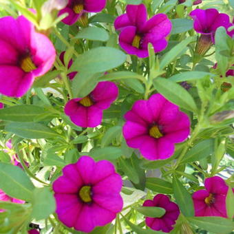 Calibrachoa hybrida 'CALITA Pink'