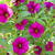 Calibrachoa hybrida 'CALITA Pink'