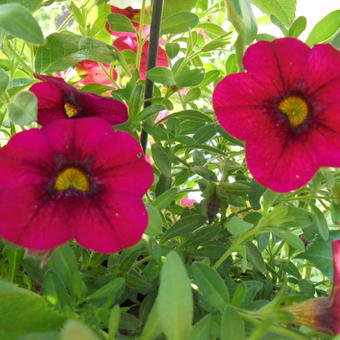 Calibrachoa hybrida 'CALITA Pink'