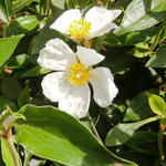 Cistus laurifolius - Lorbeerblättrige Zistrose