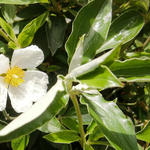 Cistus laurifolius - Lorbeerblättrige Zistrose