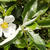 Cistus laurifolius