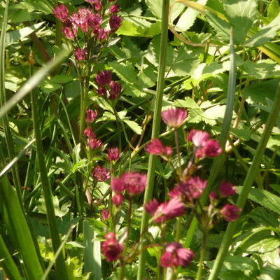 Astrantia major 'Venice' - Astrantia major 'Venice'