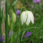 Fritillaria pallidiflora  - 