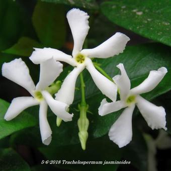 Trachelospermum jasminoides