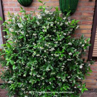 Trachelospermum jasminoides