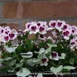 Pelargonium 'BELLA DONNA ANGEL Indy' - 