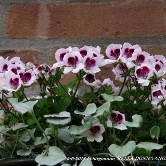 Pelargonium 'BELLA DONNA ANGEL Indy'