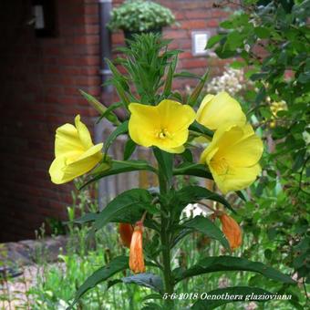 Oenothera glazioviana