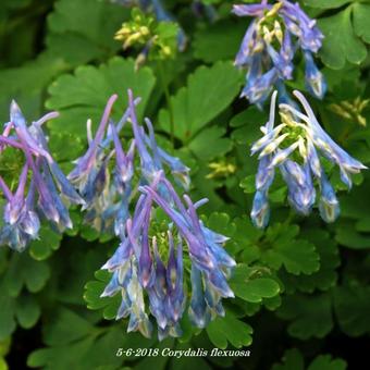 Corydalis flexuosa