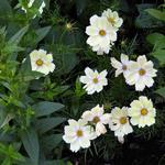 Cosmos bipinnatus 'Xanthos' - 