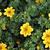 Bidens ferulifolia 'Yellow Sunshine'