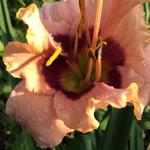 Hemerocallis ‘Raging Tiger’ - 