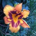 Hemerocallis ‘Raging Tiger’ - 