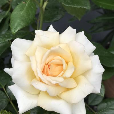 Rosa 'Anastasia' - 