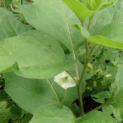 Physalis alkekengi var. franchetii - Physalis alkekengi var. franchetii