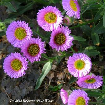 Erigeron 'Four Winds'