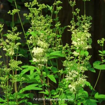 Filipendula ulmaria