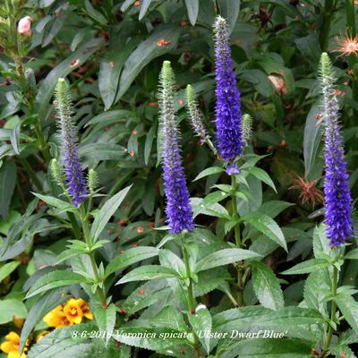 Veronica spicata 'Ulster Dwarf Blue' - Veronica spicata 'Ulster Dwarf Blue'