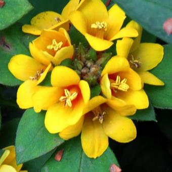 Lysimachia procumbens 'Golden Globes'