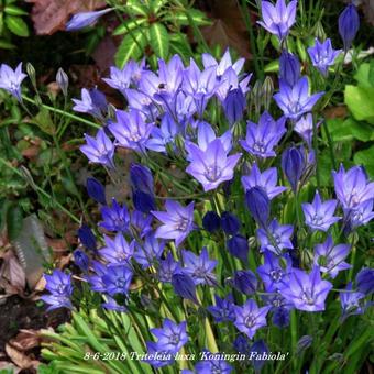 Triteleia laxa 'Koningin Fabiola'