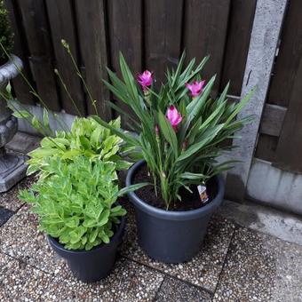 Curcuma Alismatifolia